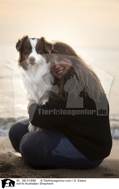 red-tri Australian Shepherd / red-tri Australian Shepherd / SE-01888