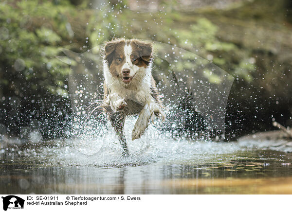 red-tri Australian Shepherd / red-tri Australian Shepherd / SE-01911