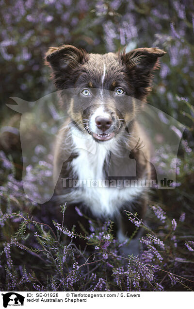 red-tri Australian Shepherd / red-tri Australian Shepherd / SE-01928