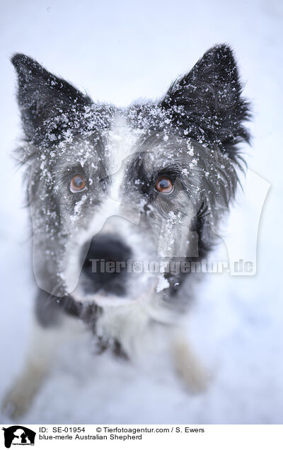 blue-merle Australian Shepherd / blue-merle Australian Shepherd / SE-01954