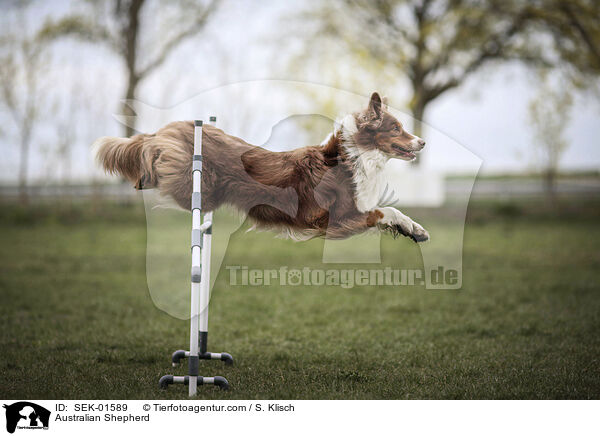 Australian Shepherd / Australian Shepherd / SEK-01589