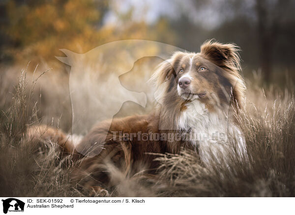 Australian Shepherd / Australian Shepherd / SEK-01592