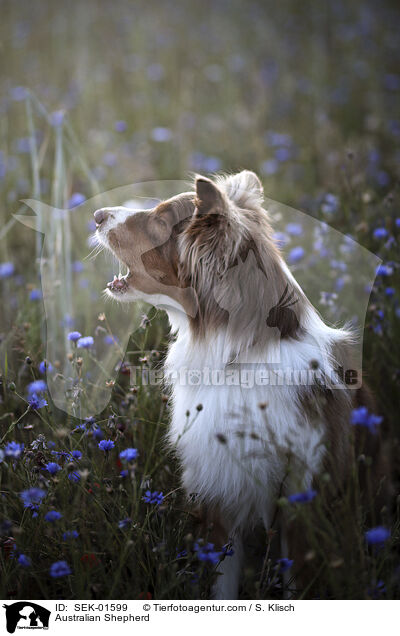 Australian Shepherd / SEK-01599