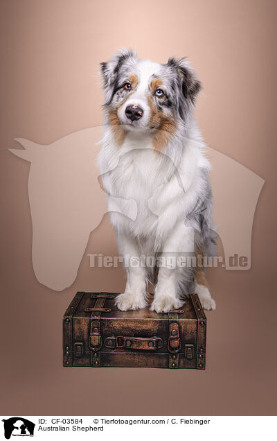 Australian Shepherd / Australian Shepherd / CF-03584