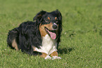 lying Australian Shepherd