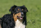 Australian Shepherd Portrait