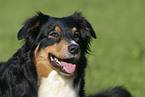 Australian Shepherd Portrait