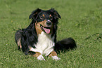 lying Australian Shepherd