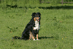 sitting Australian Shepherd