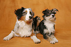 Australian Shepherd & Mongrel