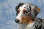 Australian Shepherd Portrait