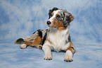 lying Australian Shepherd