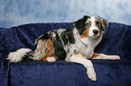 lying Australian Shepherd