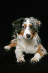 lying Australian Shepherd