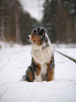 Blue-Merle Australian Shepherd