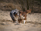 Australian Shepherds