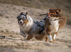 Australian Shepherds