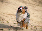 Blue-Merle Australian Shepherd