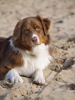 Australian Shepherd