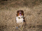 Australian Shepherd