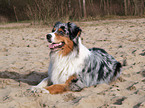 Blue-Merle Australian Shepherd