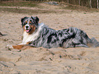 Blue-Merle Australian Shepherd