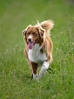 Australian Shepherd