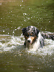 bathing Australian Shepherd