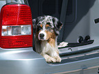 Blue-Merle Australian Shepherd im Auto