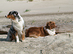 Australian Shepherds