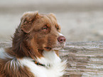 Australian Shepherd Portrait