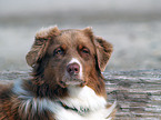 Australian Shepherd Portrait