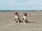 Australian Shepherds