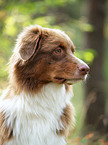 Australian Shepherd Portrait