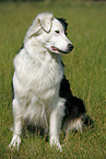 sitting Australian Shepherd