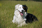 Australian Shepherd