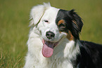 Australian Shepherd Portrait