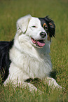 Australian Shepherd