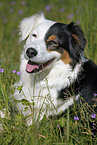 Australian Shepherd Portrait