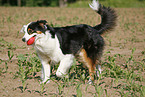 Australian Shepherd