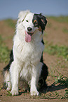 sitting Australian Shepherd