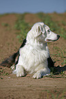 Australian Shepherd