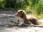 Australian Shepherd