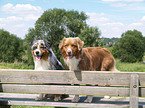 Australian Shepherd