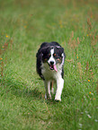 Australian Shepherd