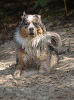 Australian Shepherd