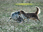 Australian Shepherd