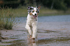 running Australian Shepherd