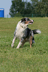 Australian Shepherd