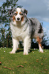 Australian Shepherd